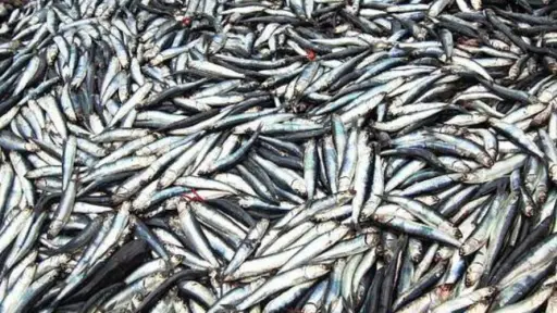 Realizan balance de temporada de pesca de sardina-anchoveta 2023 en Biobío