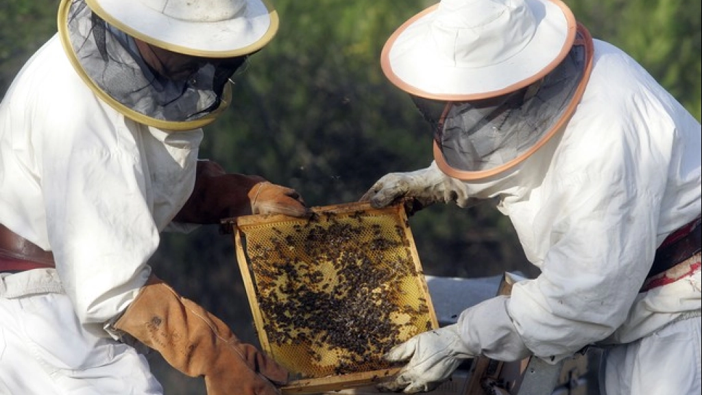 apicultura santa bárbara