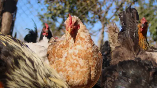 MINSAL informa primer caso humano de gripe aviar en Chile