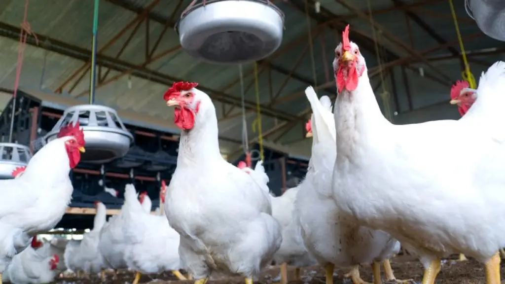 Influenza aviar afecta a planteles de gallinas, Cedida
