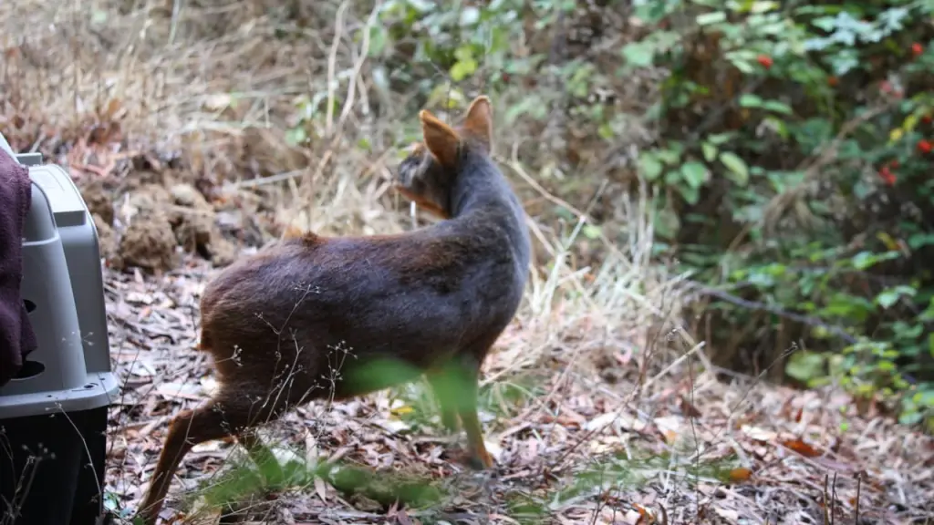 Pudú / SAG