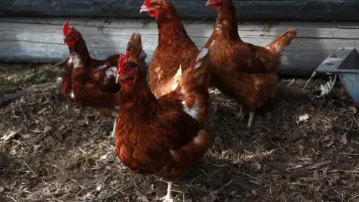 Llaman a dueños/as de aves a inscribirse en el SAG ante la emergencia por influenza aviar
