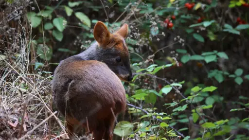Tras rehabilitación por incendios forestales tres pudúes retornaron a su hábitat