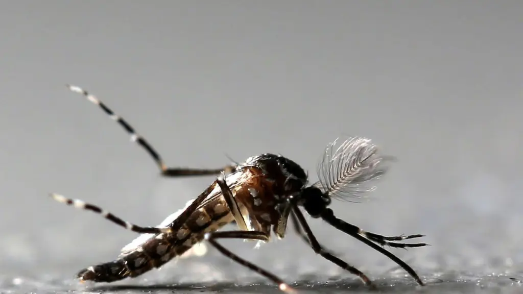 Mosquito Aedes aegypti. Foto: REUTERS Paulo Whitaker File Photo,  