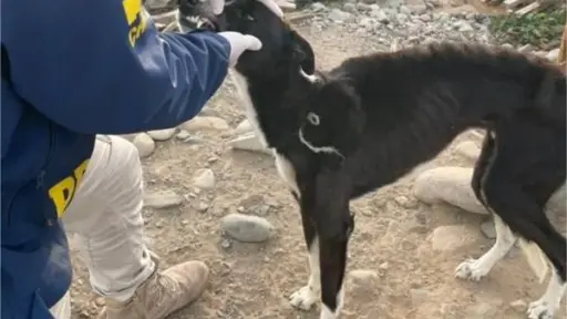 Rescatan a mascota afectada por maltrato animal en comuna de Labranza