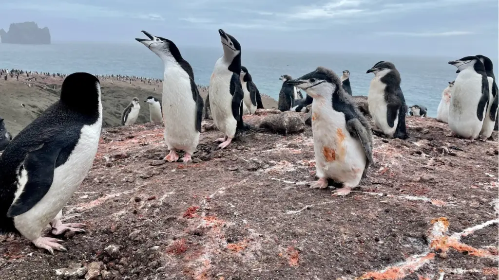 Los pingüinos son clave para reciclar el hierro en las aguas de la Antártida, Zona de nidificación de pingüinos barbijo en la colonia de Vapour Col, Isla Decepción. El suelo del nido se caracteriza por el guano naranja brillante rico en hierro, indicativo de una dieta basada en el krill. EFE/Oleg Belyaev Korolev/CISC