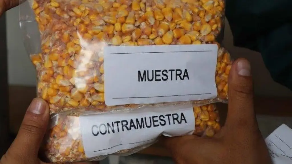 Muestras de maíz Chile