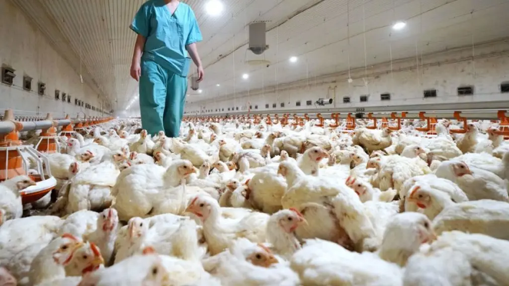 Gripe aviar Biobío