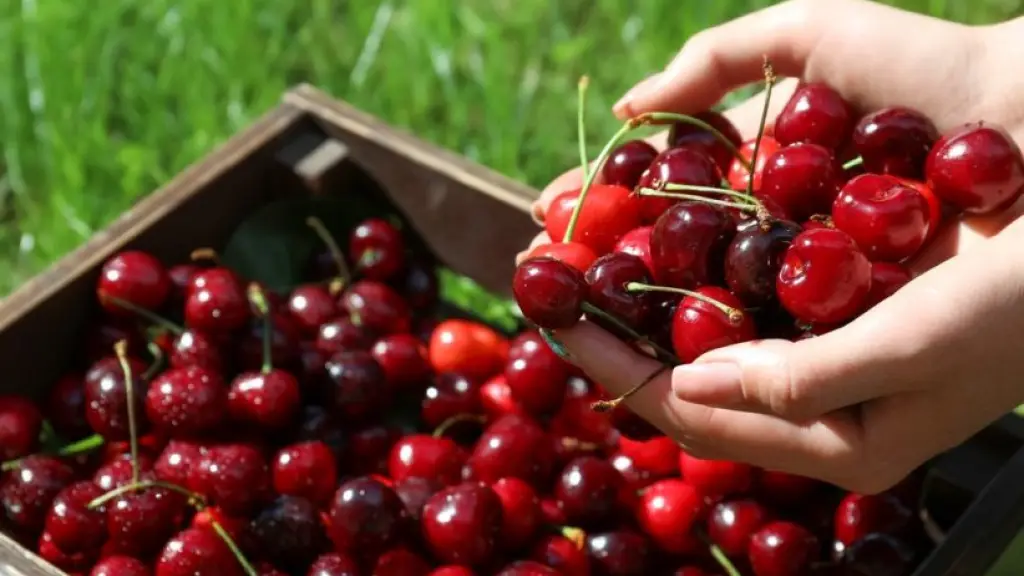 Precio fruta Chile