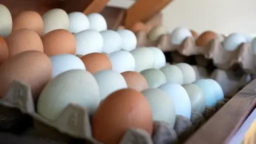 Consumo de carnes blancas y huevos es seguro: llaman a la tranquilidad ante gripe aviar