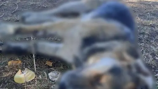 Denuncian envenenamiento masivo de mascotas en Laja