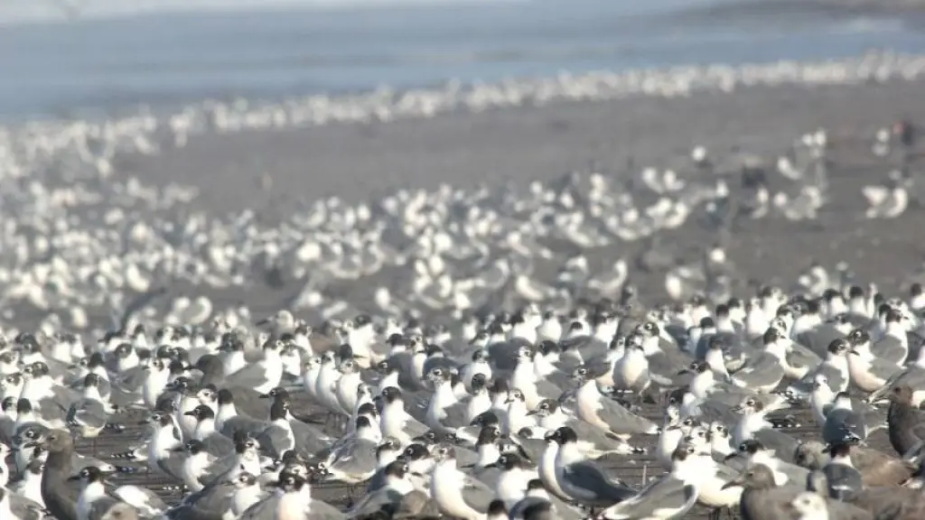 Influenza aviar Biobío