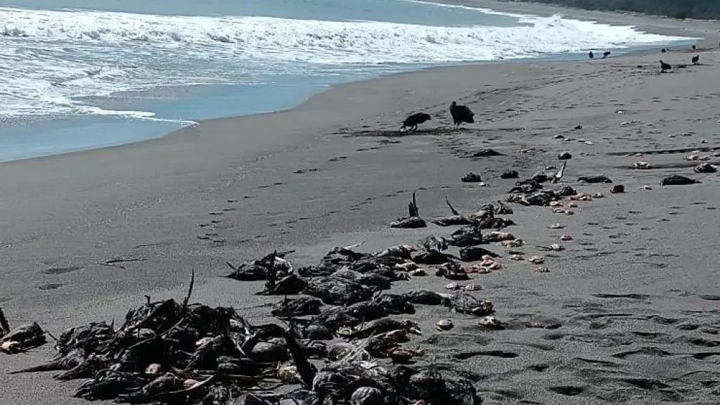 AVES MUERTAS LA BOCA, 