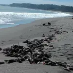 AVES MUERTAS LA BOCA, 