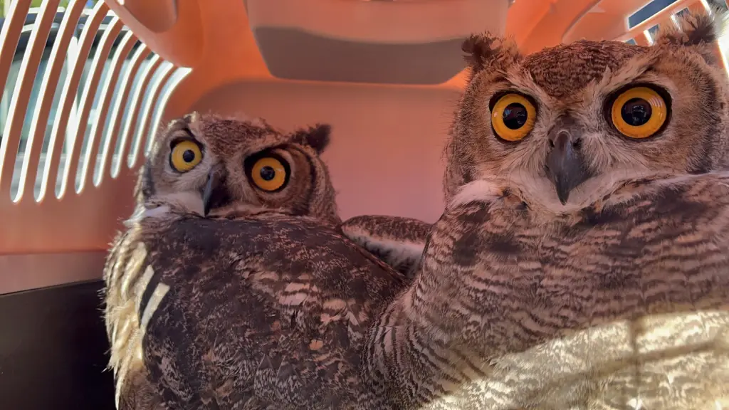 Fauna silvestre Biobío