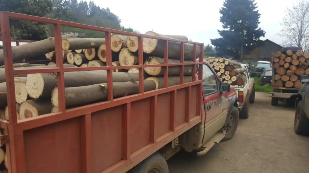 Robo de madera Biobío