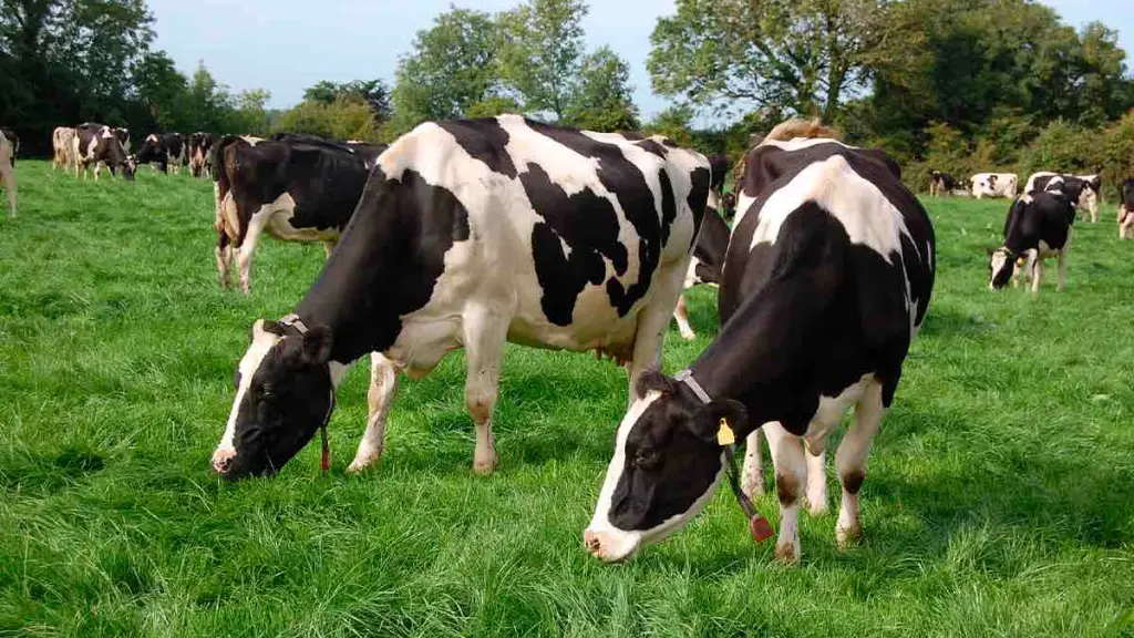 Pastoreo vacas Chile