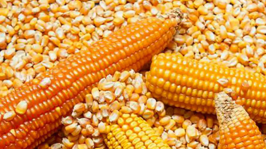 Maíz Chile