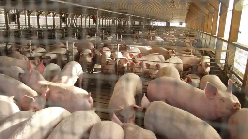 Investigadores desarrollan solución en polvo para mitigar olores de planteles porcinos
