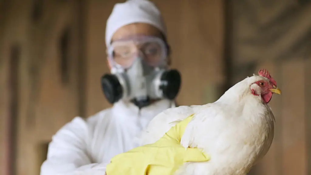 Influenza Aviar Biobío