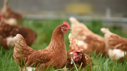 Sacrificaron aves en Quilleco por presencia de gripe aviar