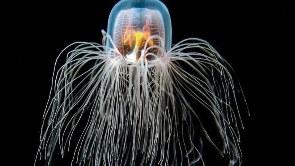 Hong Kong: Descubren nueva especie de medusa con 24 ojos , Archivo