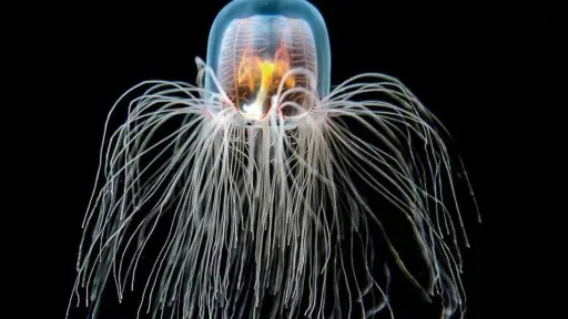 Hong Kong: Descubren nueva especie de medusa con 24 ojos 