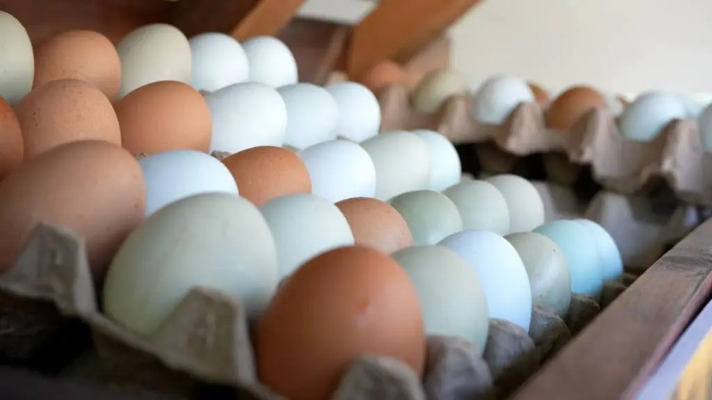 Chilehuevos instó al administrativo a indemnizar a los productores que deben sacrificar sus planteles, para no desincentivar la auto-denuncia para evitar la diseminación del virus. 