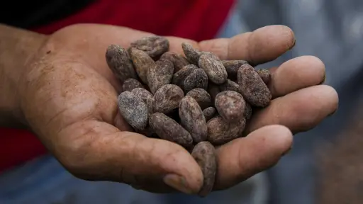 FAO subraya valor de las semillas para seguridad alimentaria de Latinoamérica