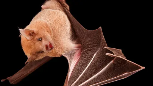 Seremi de Salud confirma presencia de fecas de murciélagos en Escuela Mulchén