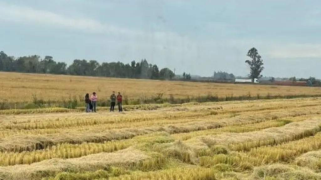 Producción Arroz Chile