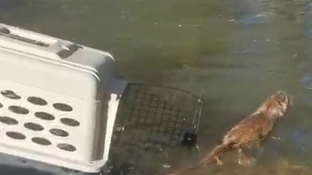 Coipo liberado en Los Ángeles, SAG