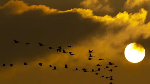 Aves migratorias, bellos dibujos en el cielo en extinción