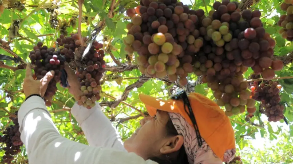 En el caso de la fruta, donde hay que cosechar o realizar trabajos específicos en tiempos acotados, la ley podría implicar cambios estructurales importantes en la actividad.