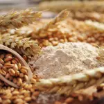 Molienda de trigo Biobío