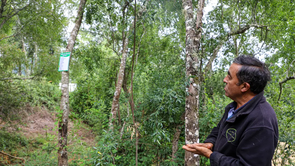 Recuperación Bosque Nativo Biobío