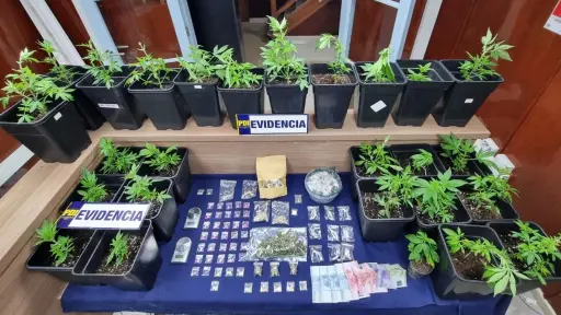 Entregaba droga por delivery: PDI Temuco detiene a hombre que mantenía cultivo en living de su departamento  