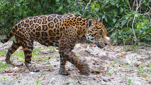 Proyecto de inteligencia artificial identifica jaguares en una reserva natural de México