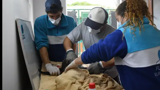 Rescatan en Argentina a un lobo marino con una enorme herida provocada por basura marina