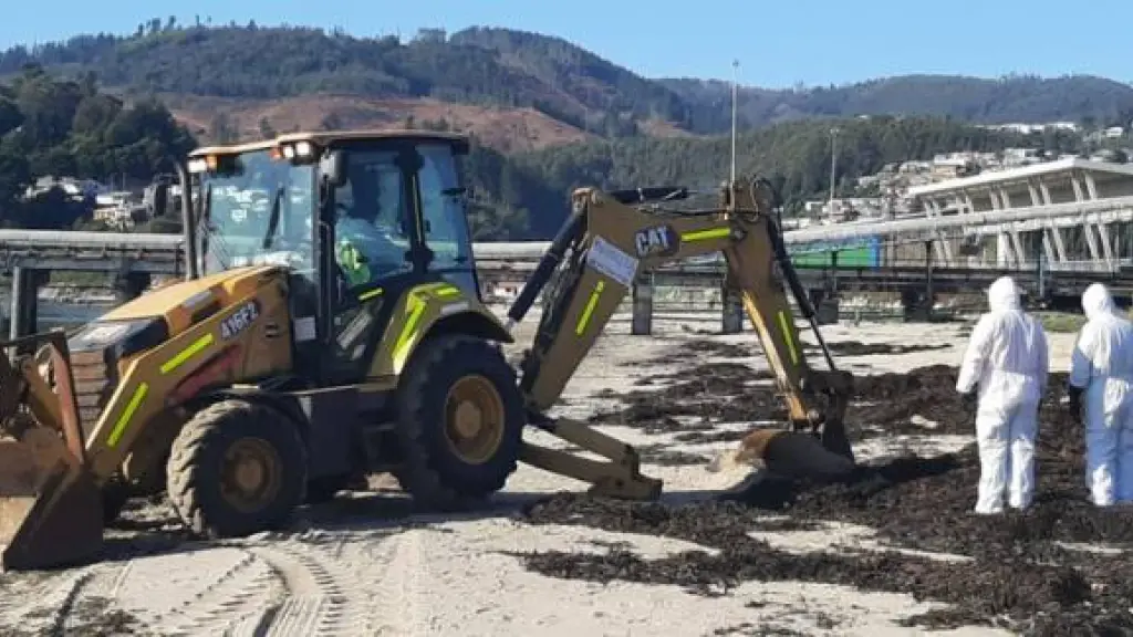 Removerán cuerpos de lobos marinos , Sernapesca