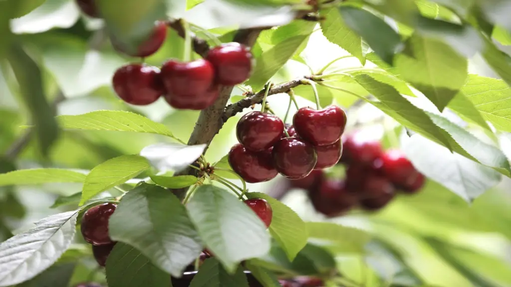 Las estimaciones no consideran las hectáreas de frutas producidas en Chile que se destinan al mercado de consumo interno, por lo que las cifras podrían ser superiores.