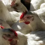 Influenza Aviar Biobío