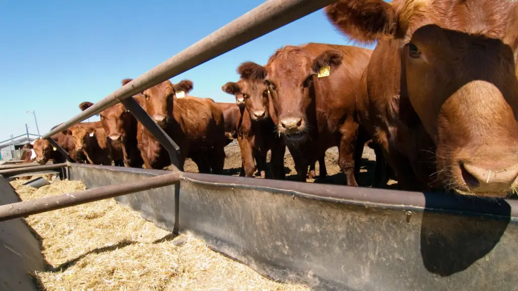 Los productores de recría han contado con una mayor cantidad de lluvia, lo que ha permitido contar con mayor pasto durante el otoño y una mejor disponibilidad de forraje para el resto del año.