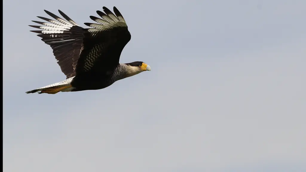 Pajarear, la fascinante aventura de observar aves en Argentina, EFE
