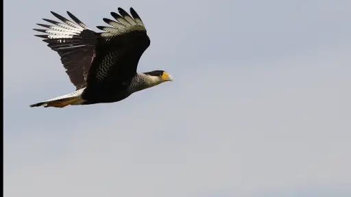 Pajarear, la fascinante aventura de observar aves en Argentina