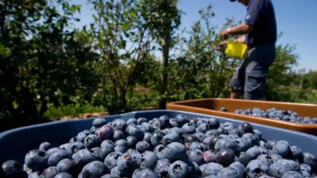 La competitividad entre los distintos países exportadores de fruta ha crecido, debido a la entrada con más fuerza de productos de otros países que ofrecen al mercado que Chile apunta.
