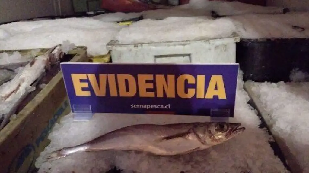 Sernapesca incautó más de 76 toneladas de recursos pesqueros a nivel nacional, contexto