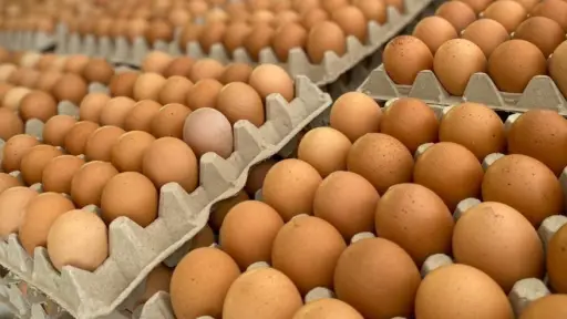 Gremio de productores plantea medidas concretas para proteger 17.000 empleos y garantizar la oferta nacional de huevos