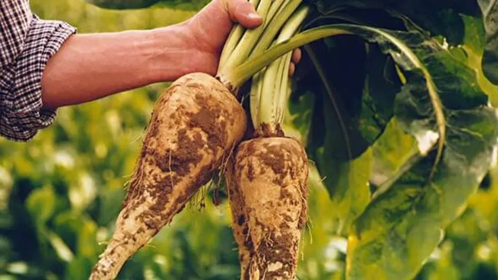 La selección de variedades se mejora año a año, además del trabajo con los agricultores para manejar mejor el cultivo, en especial en materia de riego.