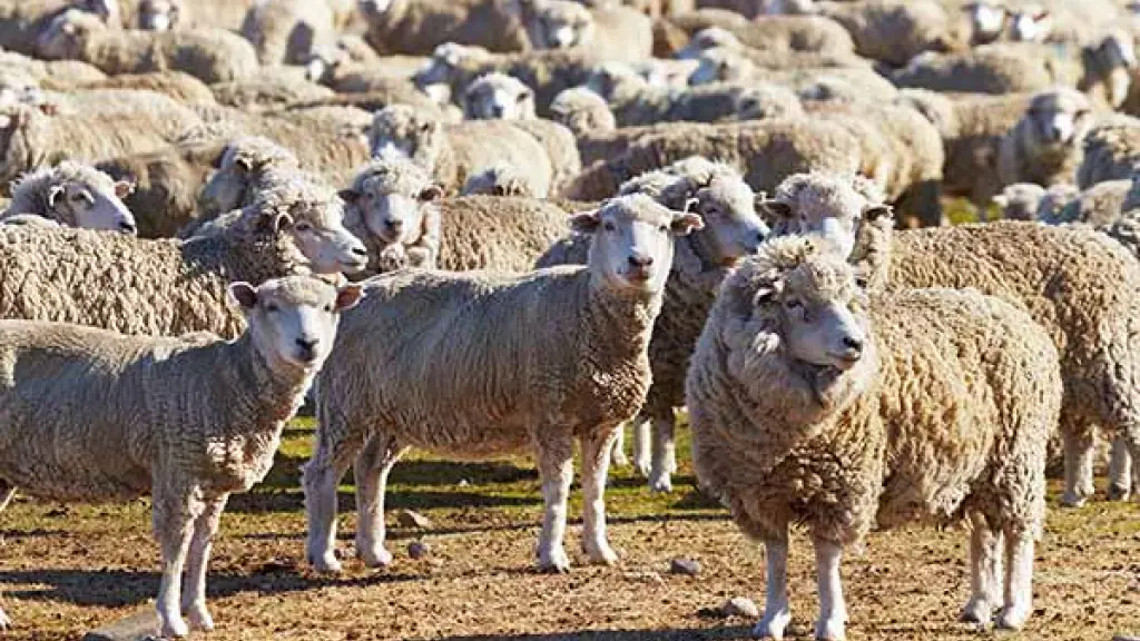 Las cabezas de ganado ovino para consumo se han mantenido estables, con tendencias a la baja, si bien los productores han mantenido borregas para futuras temporadas.